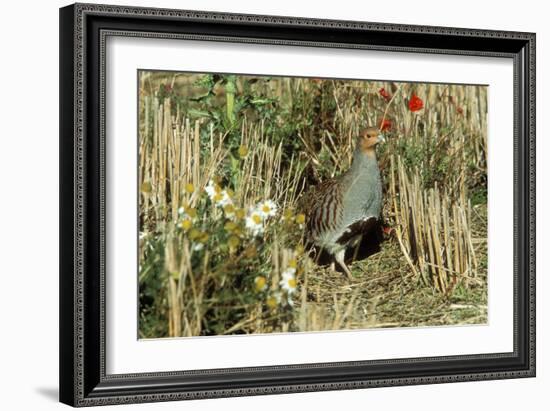 Grey Partridge Male in Stubble with Poppies and Daisies-null-Framed Photographic Print