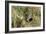 Grey Partridge Male in Stubble with Poppies and Daisies-null-Framed Photographic Print