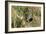 Grey Partridge Male in Stubble with Poppies and Daisies-null-Framed Photographic Print