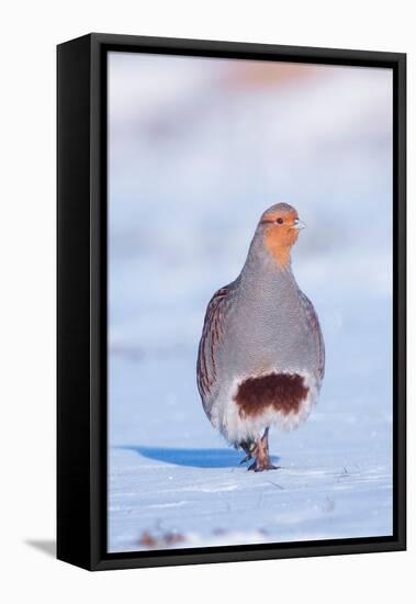 Grey partridge walking in snow, the Netherlands-Edwin Giesbers-Framed Premier Image Canvas