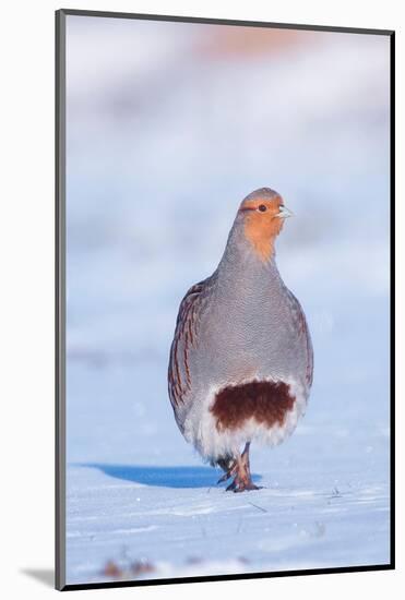 Grey partridge walking in snow, the Netherlands-Edwin Giesbers-Mounted Photographic Print