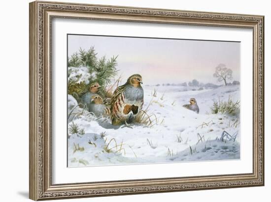 Grey Partridge-Carl Donner-Framed Giclee Print