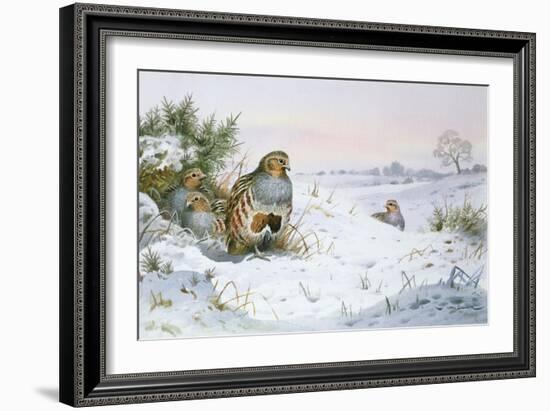 Grey Partridge-Carl Donner-Framed Giclee Print