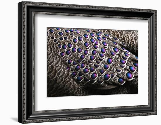 Grey peacock-pheasant close up of the feathers, China-Staffan Widstrand / Wild Wonders of China-Framed Photographic Print
