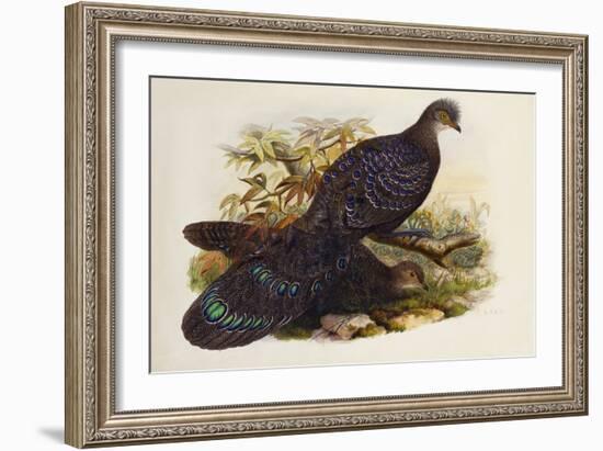 Grey Peacock Pheasant (Polyplectron Chinquis)-Henry Constantine Richter-Framed Giclee Print