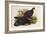 Grey Peacock Pheasant (Polyplectron Chinquis)-Henry Constantine Richter-Framed Giclee Print