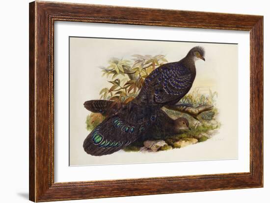 Grey Peacock Pheasant (Polyplectron Chinquis)-Henry Constantine Richter-Framed Giclee Print