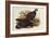 Grey Peacock Pheasant (Polyplectron Chinquis)-Henry Constantine Richter-Framed Giclee Print