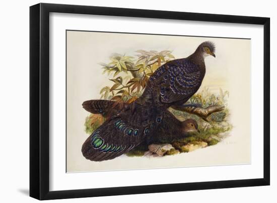 Grey Peacock Pheasant (Polyplectron Chinquis)-Henry Constantine Richter-Framed Giclee Print