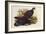 Grey Peacock Pheasant (Polyplectron Chinquis)-Henry Constantine Richter-Framed Giclee Print