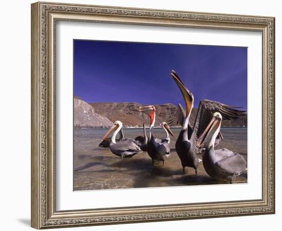 Grey Pelicans, Mexico-Mitch Diamond-Framed Photographic Print