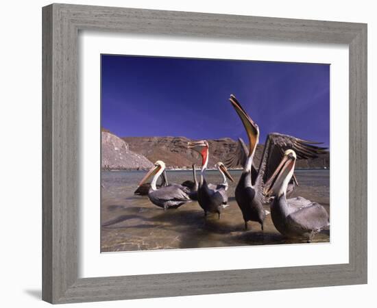 Grey Pelicans, Mexico-Mitch Diamond-Framed Photographic Print