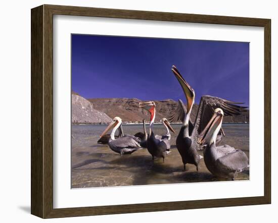 Grey Pelicans, Mexico-Mitch Diamond-Framed Photographic Print