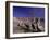 Grey Pelicans, Mexico-Mitch Diamond-Framed Photographic Print