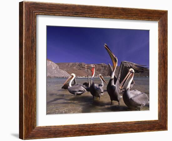 Grey Pelicans, Mexico-Mitch Diamond-Framed Photographic Print