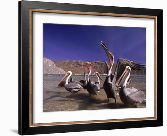 Grey Pelicans, Mexico-Mitch Diamond-Framed Photographic Print