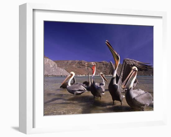 Grey Pelicans, Mexico-Mitch Diamond-Framed Photographic Print