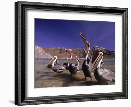 Grey Pelicans, Mexico-Mitch Diamond-Framed Photographic Print