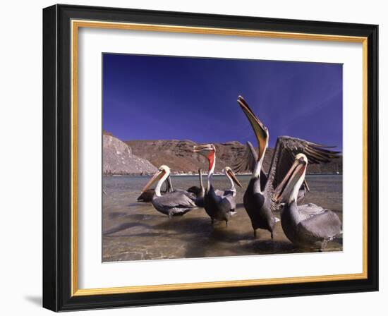 Grey Pelicans, Mexico-Mitch Diamond-Framed Photographic Print