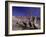 Grey Pelicans, Mexico-Mitch Diamond-Framed Photographic Print