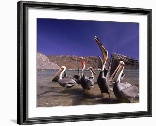 Grey Pelicans, Mexico-Mitch Diamond-Framed Photographic Print