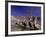 Grey Pelicans, Mexico-Mitch Diamond-Framed Photographic Print