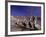 Grey Pelicans, Mexico-Mitch Diamond-Framed Photographic Print