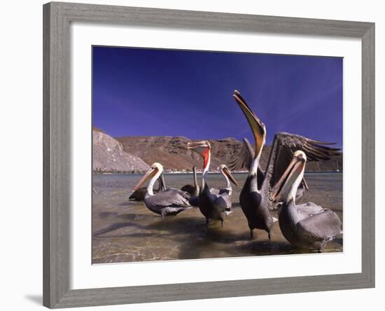 Grey Pelicans, Mexico-Mitch Diamond-Framed Photographic Print