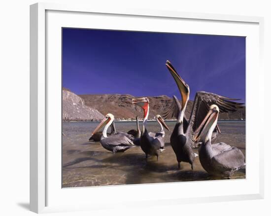 Grey Pelicans, Mexico-Mitch Diamond-Framed Photographic Print