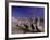 Grey Pelicans, Mexico-Mitch Diamond-Framed Photographic Print