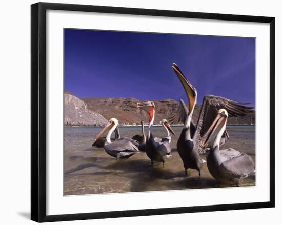 Grey Pelicans, Mexico-Mitch Diamond-Framed Photographic Print