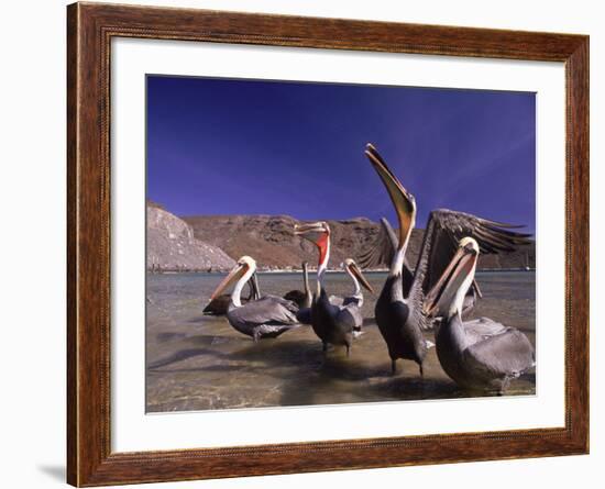 Grey Pelicans, Mexico-Mitch Diamond-Framed Photographic Print