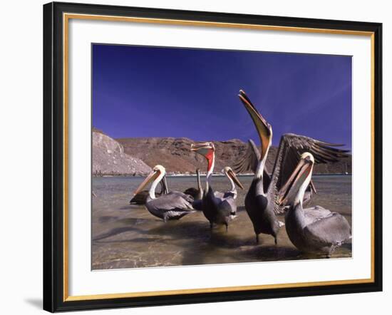 Grey Pelicans, Mexico-Mitch Diamond-Framed Photographic Print