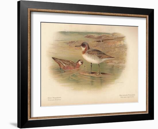 Grey Phalarope (Phalaropus fulicarius), Red-Necker Phalarope (Phalaropus hyperboreus), 1900-Charles Whymper-Framed Giclee Print