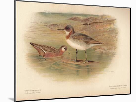 Grey Phalarope (Phalaropus fulicarius), Red-Necker Phalarope (Phalaropus hyperboreus), 1900-Charles Whymper-Mounted Giclee Print