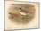 Grey Phalarope (Phalaropus fulicarius), Red-Necker Phalarope (Phalaropus hyperboreus), 1900-Charles Whymper-Mounted Giclee Print