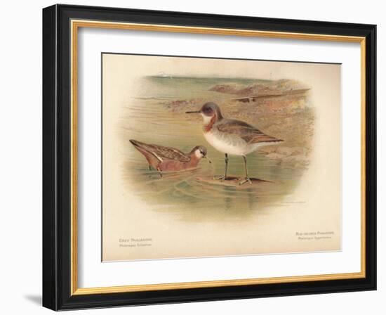 Grey Phalarope (Phalaropus fulicarius), Red-Necker Phalarope (Phalaropus hyperboreus), 1900-Charles Whymper-Framed Giclee Print