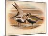 Grey Plover (Squatarola helvetica), Golden Plover (Charadrius pluvialus), 1900, (1900)-Charles Whymper-Mounted Giclee Print