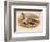 Grey Plover (Squatarola helvetica), Golden Plover (Charadrius pluvialus), 1900, (1900)-Charles Whymper-Framed Giclee Print