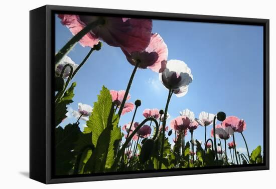 Grey Poppy Seed, Austria, Forest Quarter, Mountain Salling-Volker Preusser-Framed Premier Image Canvas