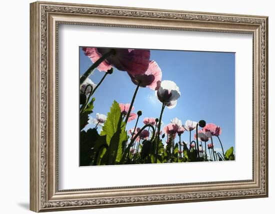 Grey Poppy Seed, Austria, Forest Quarter, Mountain Salling-Volker Preusser-Framed Photographic Print