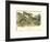 Grey Rabbit-John James Audubon-Framed Art Print