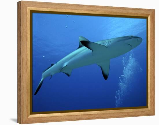 Grey Reef Shark Female-null-Framed Premier Image Canvas