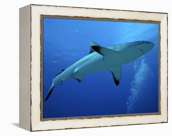 Grey Reef Shark Female-null-Framed Premier Image Canvas