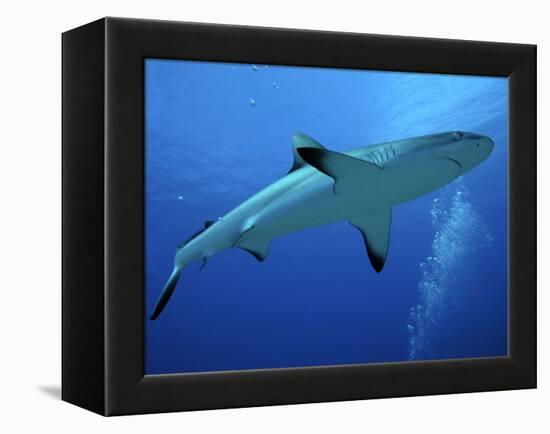 Grey Reef Shark Female-null-Framed Premier Image Canvas