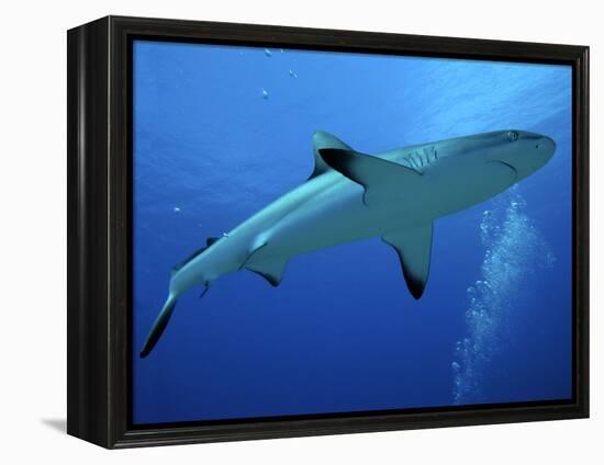 Grey Reef Shark Female-null-Framed Premier Image Canvas