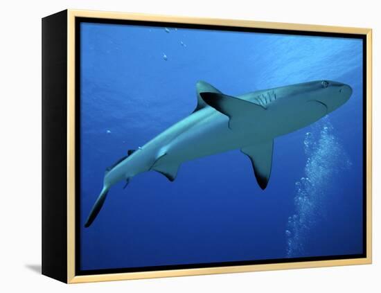 Grey Reef Shark Female-null-Framed Premier Image Canvas