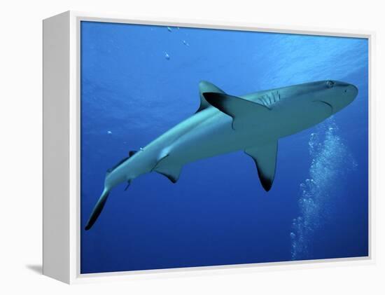 Grey Reef Shark Female-null-Framed Premier Image Canvas