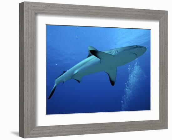 Grey Reef Shark Female-null-Framed Photographic Print