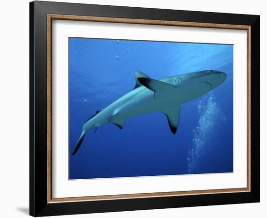 Grey Reef Shark Female-null-Framed Photographic Print